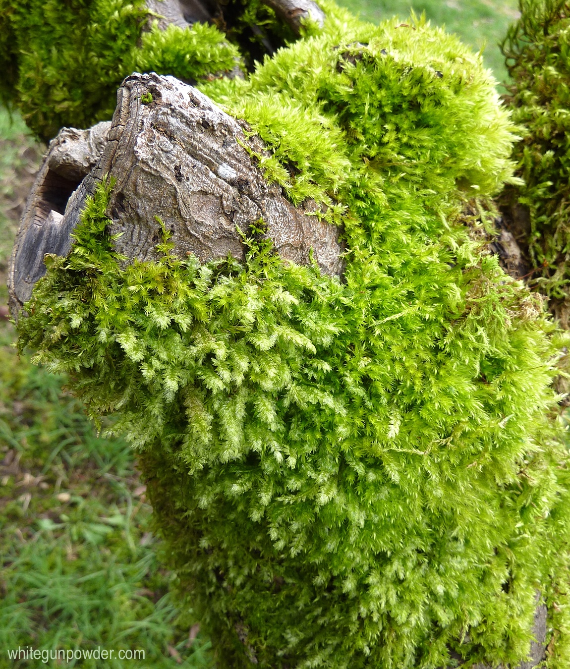 Top 98+ Pictures Trees In Florida With Moss Excellent 10/2023